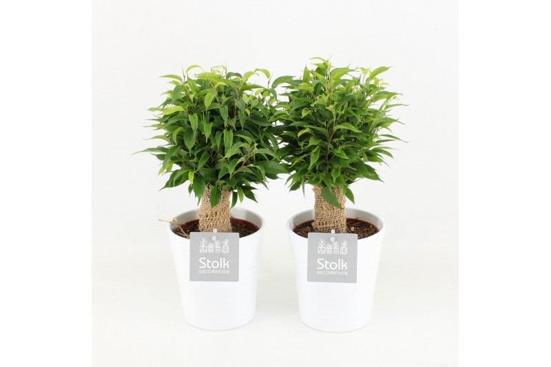 Ficus benjamina natasja in liv keramiek 