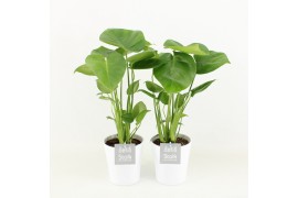 Monstera deliciosa in liv keramiek