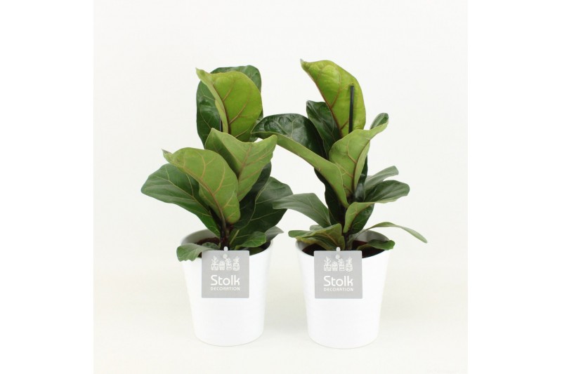 Ficus lyrata in liv keramiek 