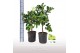 Citrus aurantiifolia Lime op stam 
