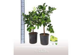 Citrus aurantiifolia Lime op stam