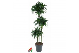 Dracaena fragrans tatuade 90-60-30