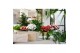 Rhododendron simsii hortinno collectie mix Hortinno® Home 