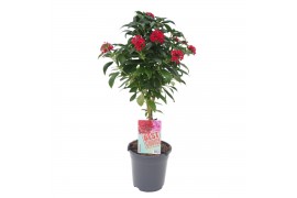 Pentas lanceolata panic red op stam