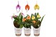 Masdevallia mix 3 tak 