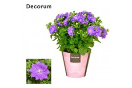 Campanula isoph. dublin blue decorum