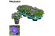 Campanula isoph. dublin blue decorum 