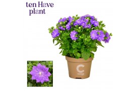 Campanula isoph. dublin blue