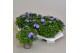 Campanula isoph. dublin blue 
