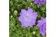 Campanula isoph. dublin blue 