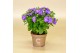 Campanula isoph. dublin blue 