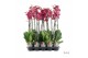 Phalaenopsis rood A2 - 2 tak - 65/70cm 