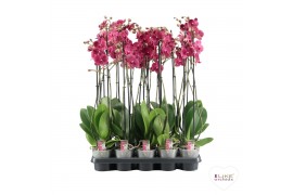 Phalaenopsis rood A2 - 2 tak - 65/70cm