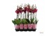 Phalaenopsis rood A2 - 2 tak - 65/70cm 