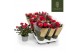 Rosa red mercedes kordana grande rood 