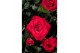Rosa red mercedes kordana grande rood 