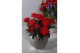 Rosa red mercedes kordana grande rood 