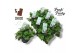 Pelargonium welrieke mix Fresh&Fruity® Choco Fresh 