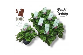 Pelargonium welrieke mix Fresh&Fruity® Choco Fresh