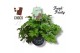 Pelargonium welrieke mix Fresh&Fruity® Choco Fresh 