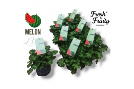Pelargonium welrieke mix Fresh&Fruity® Melon Fresh