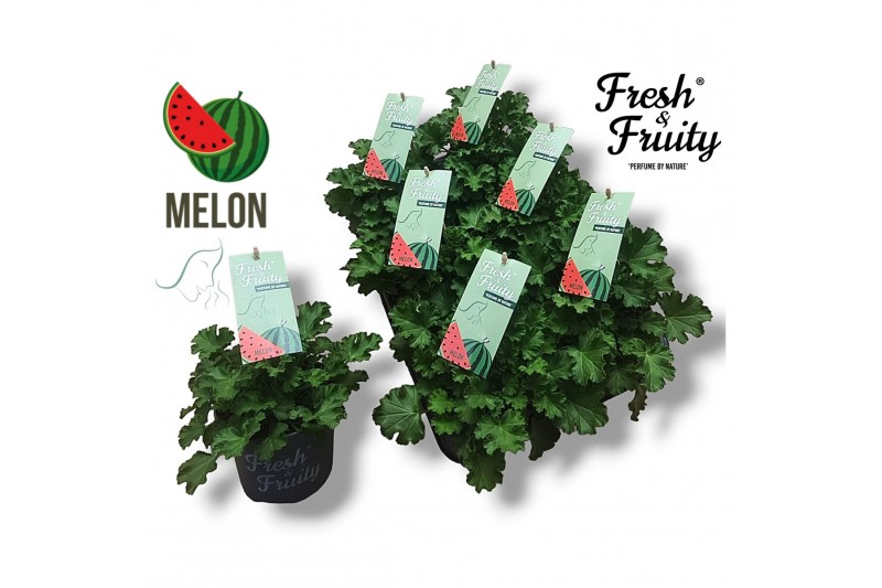 Pelargonium welrieke mix Fresh&Fruity® Melon Fresh 
