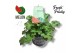 Pelargonium welrieke mix Fresh&Fruity® Melon Fresh 