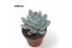 Echeveria Yummie 