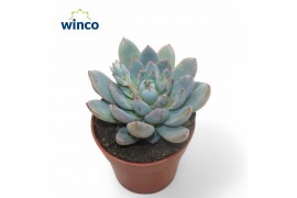 Echeveria Yummie