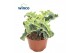 Kalanchoe Maltese Cross 