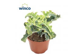 Kalanchoe Maltese Cross