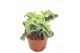 Kalanchoe Maltese Cross 