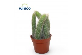 Succulenten Hildewinteria Colademoninis