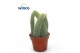 Succulenten Hildewinteria Colademoninis 