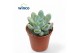 Echeveria Pachyveria Clavifolia 