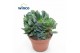 Adromischus maculatus cristatus 