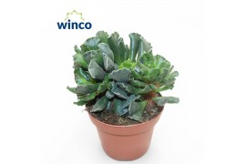 Adromischus maculatus cristatus