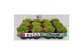 Sempervivum Albota