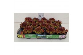 Sempervivum sempervivum "Riga"  kleur  paars