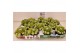 Sempervivum mix Sempervivum Venice" kleur  wit 