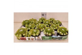 Sempervivum mix Sempervivum Venice" kleur  wit