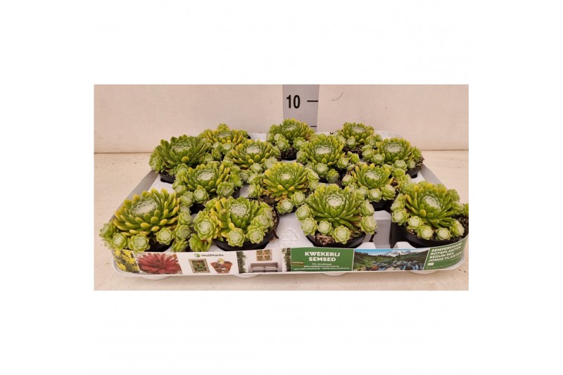 Sempervivum mix Sempervivum Venice" kleur wit Sempervivum mix Sempervivum Venice" kleur wit