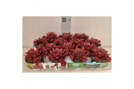 Sempervivum mix Sempervivum "Victoria"  kleur Bordeaux"