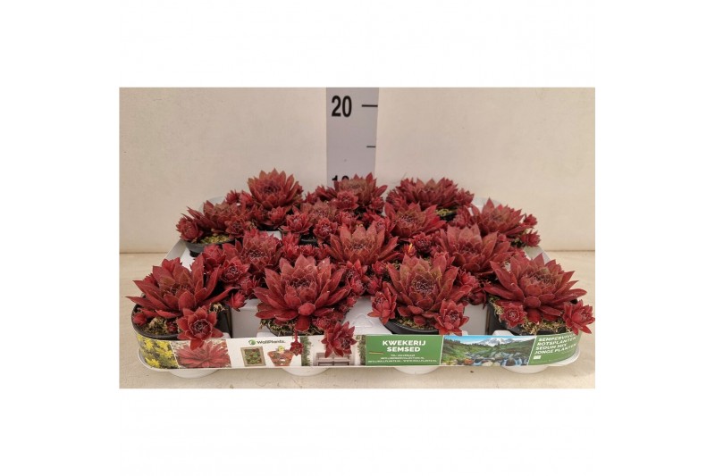 Sempervivum mix Sempervivum "Victoria" kleur Bordeaux" Sempervivum mix Sempervivum "Victoria" kleur Bordeaux"