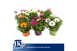 Osteospermum mix Mixlaag - TST
