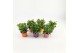 Osteospermum mix Mixlaag - TST 