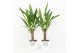 Yucca in liv keramiek 