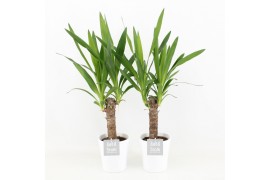 Yucca in liv keramiek