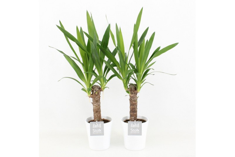 Yucca in liv keramiek 