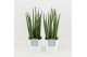 Sansevieria cylindrica in liv keramiek 